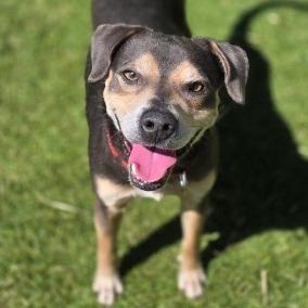 Enlarge Wall-E, a Adoptable Mixed Breed in Galveston, TX image 2/6