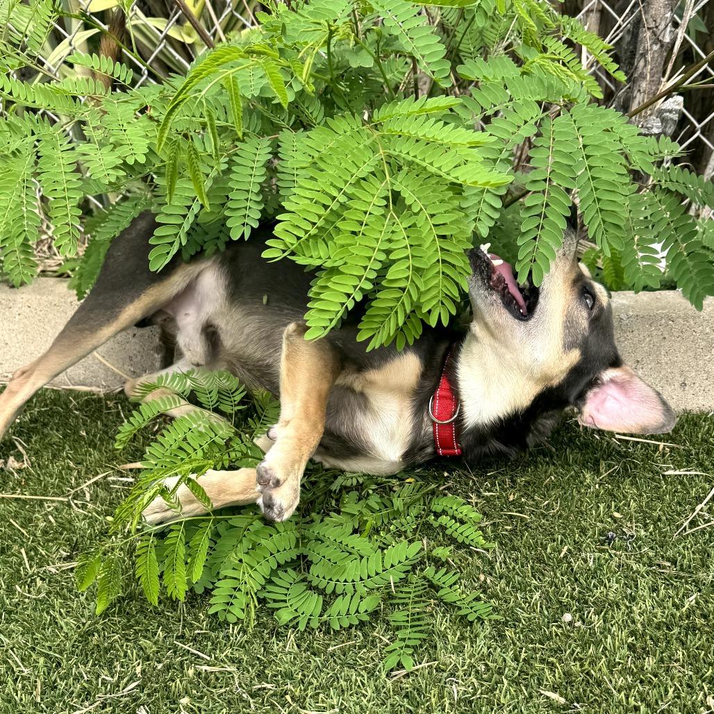 Enlarge Wall-E, a Adoptable Mixed Breed in Galveston, TX image 3/6