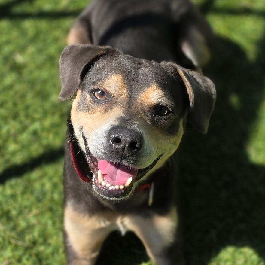 Enlarge Wall-E, a Adoptable Mixed Breed in Galveston, TX image 4/6