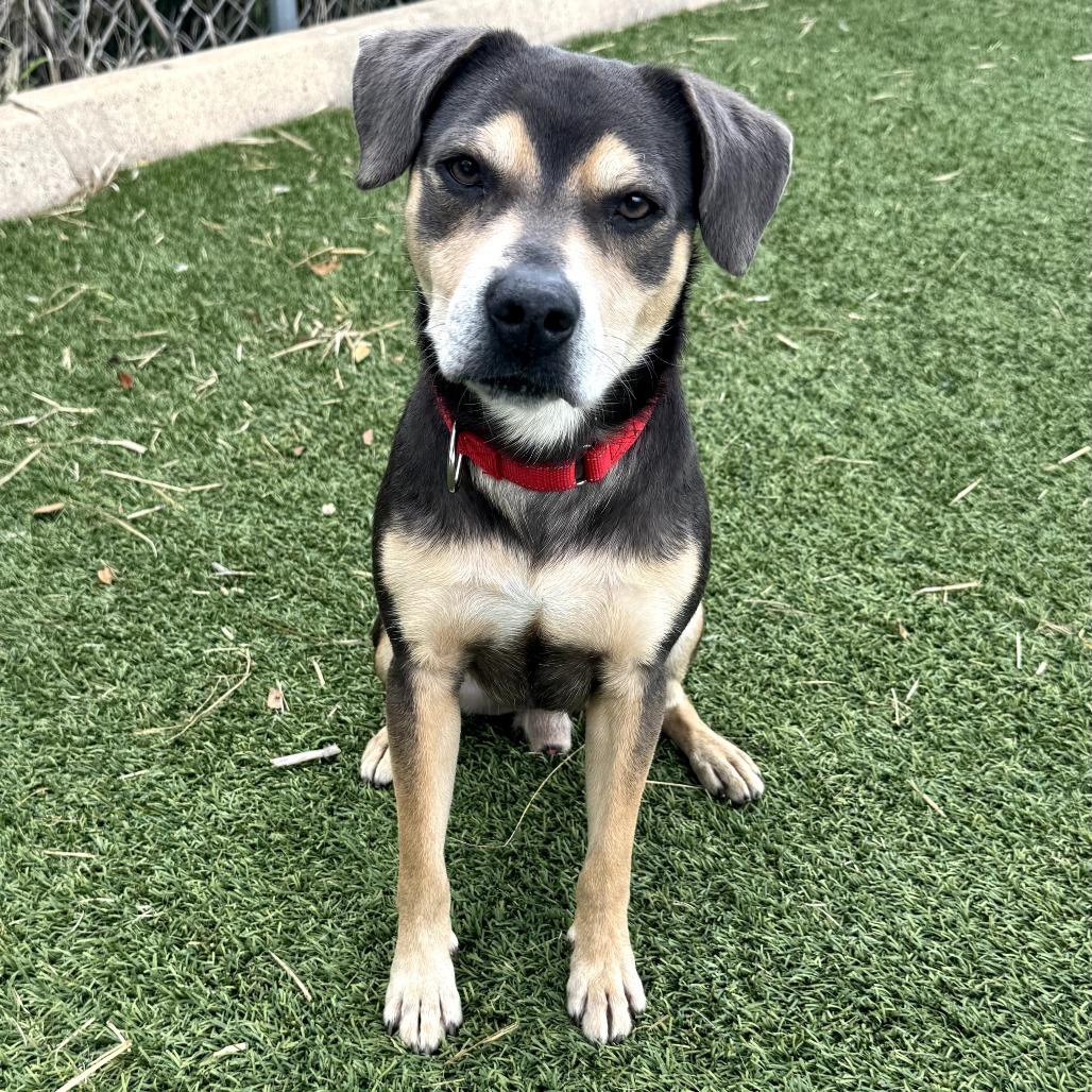 Enlarge Wall-E, a Adoptable Mixed Breed in Galveston, TX image 5/6