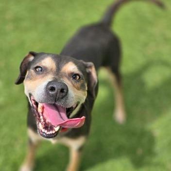 Enlarge Wall-E, a Adoptable Mixed Breed in Galveston, TX image 6/6