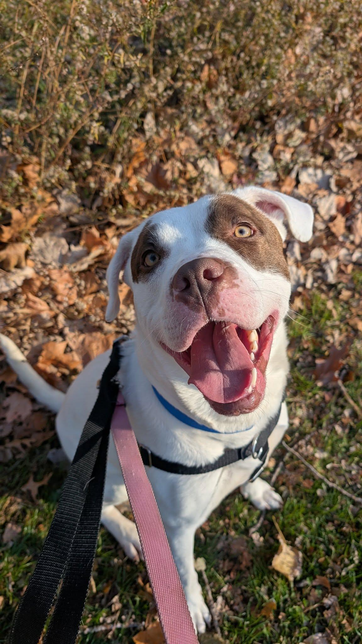 Tucson, a Adoptable mixed breed in Cleveland, OH image 4/6