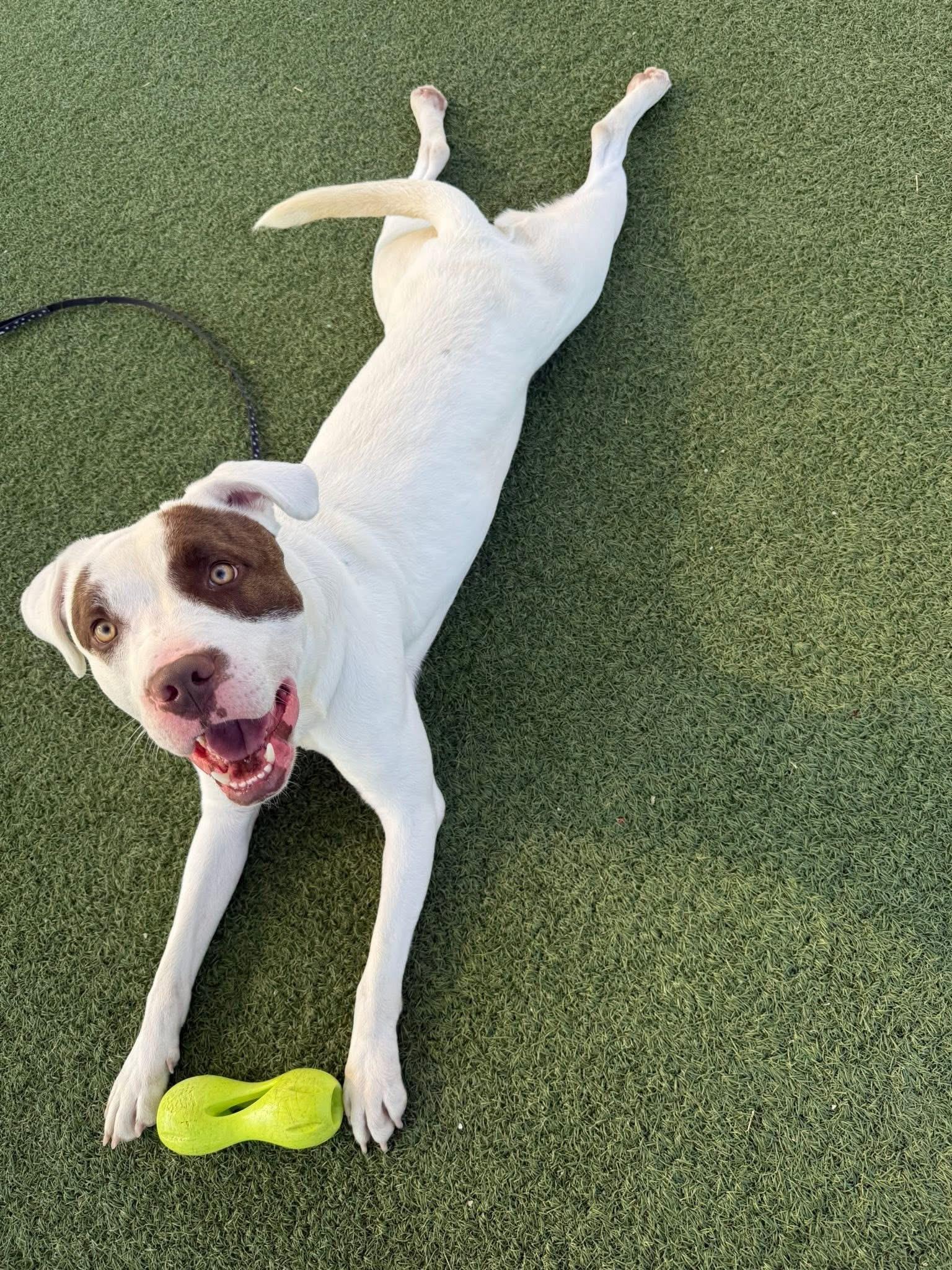 Tucson, a Adoptable mixed breed in Cleveland, OH image 2/6