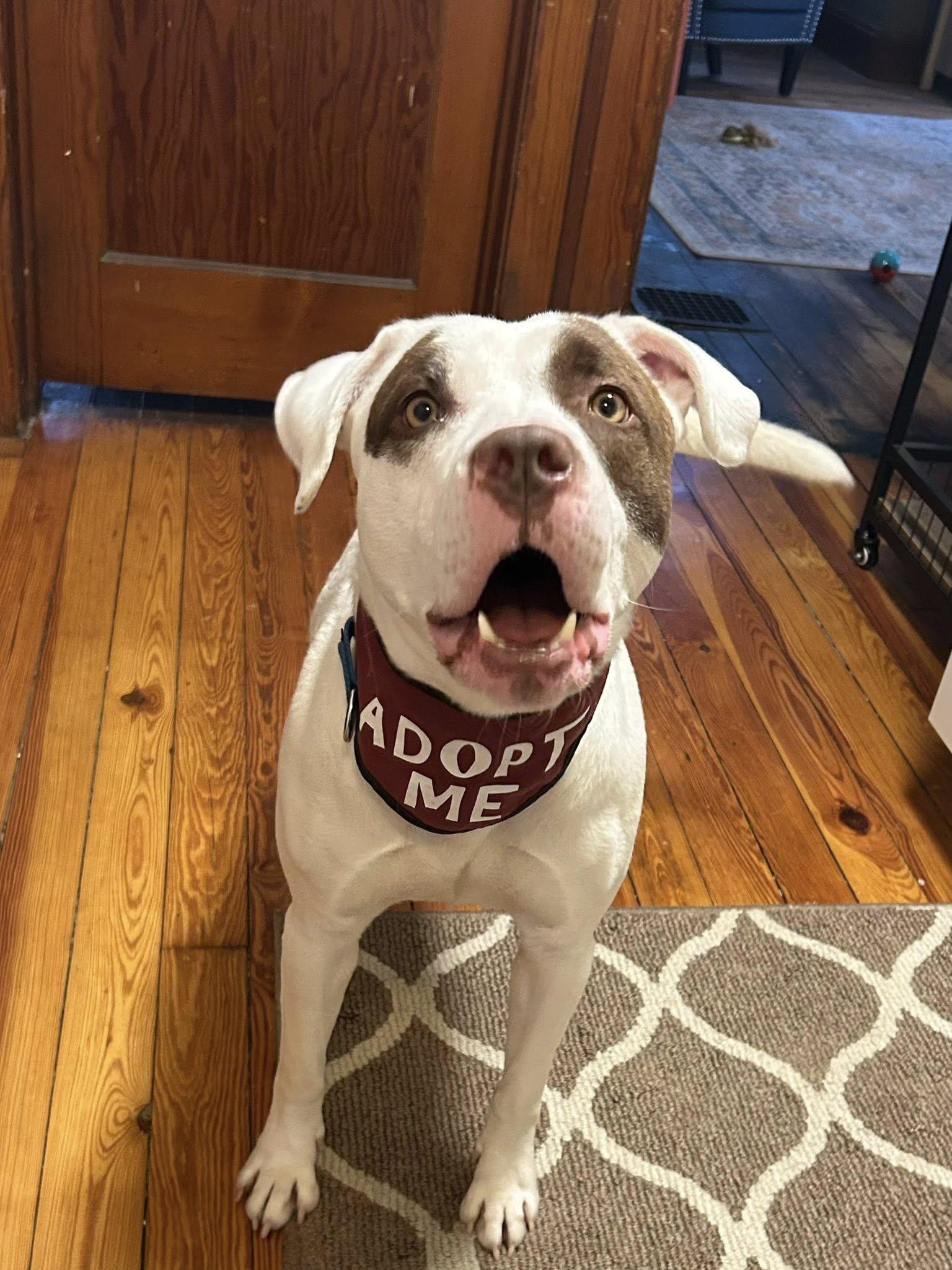 Enlarge Tucson, a Adoptable mixed breed in Cleveland, OH image 4/6