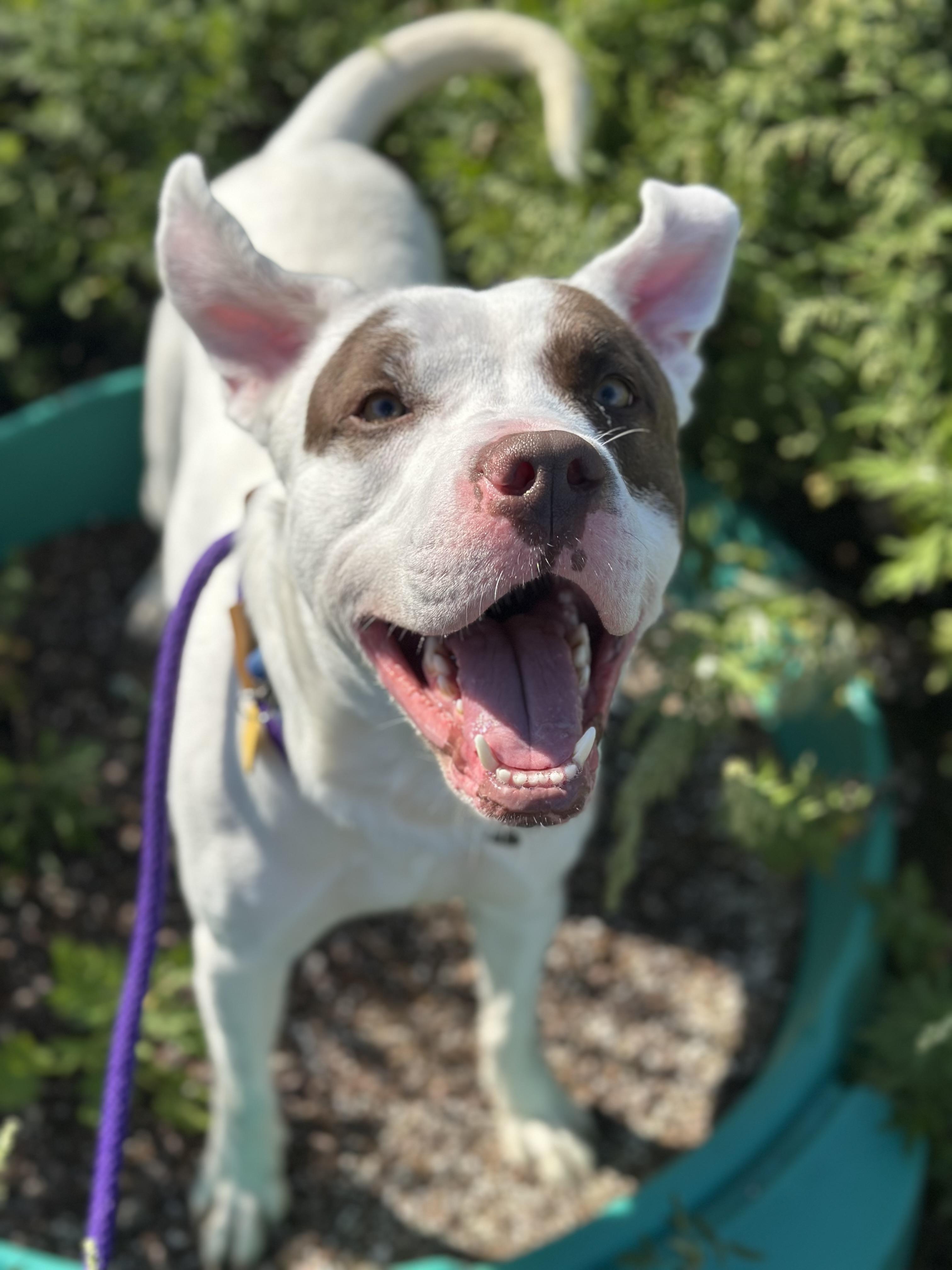 Tucson, Adoptable, Young Male Pit Bull Terrier.