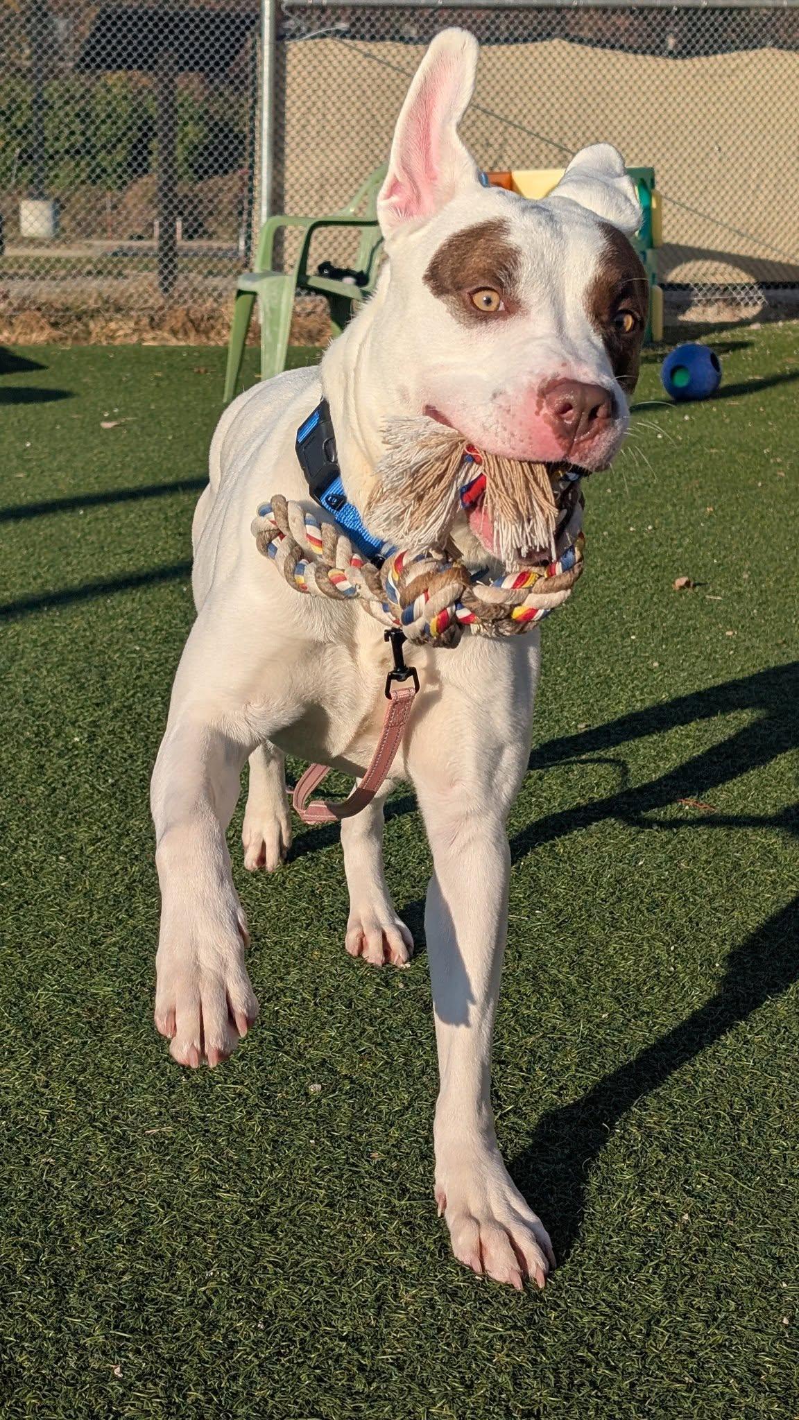 Tucson, a Adoptable mixed breed in Cleveland, OH image 5/6