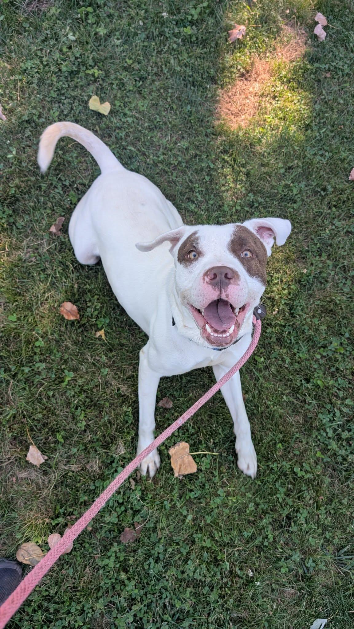 Tucson, a Adoptable mixed breed in Cleveland, OH image 3/6