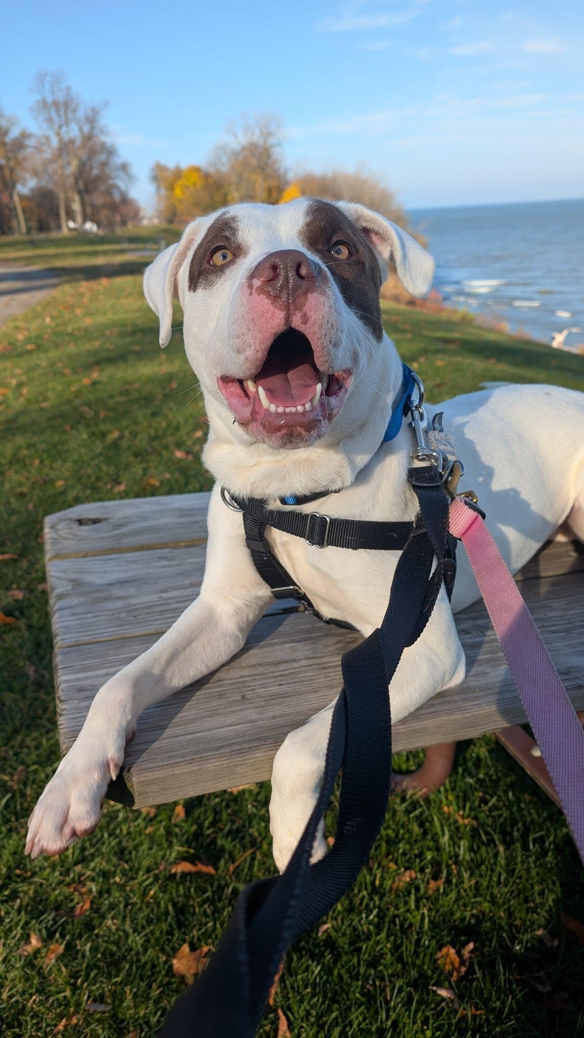 Tucson, a Adoptable mixed breed in Cleveland, OH image 6/6