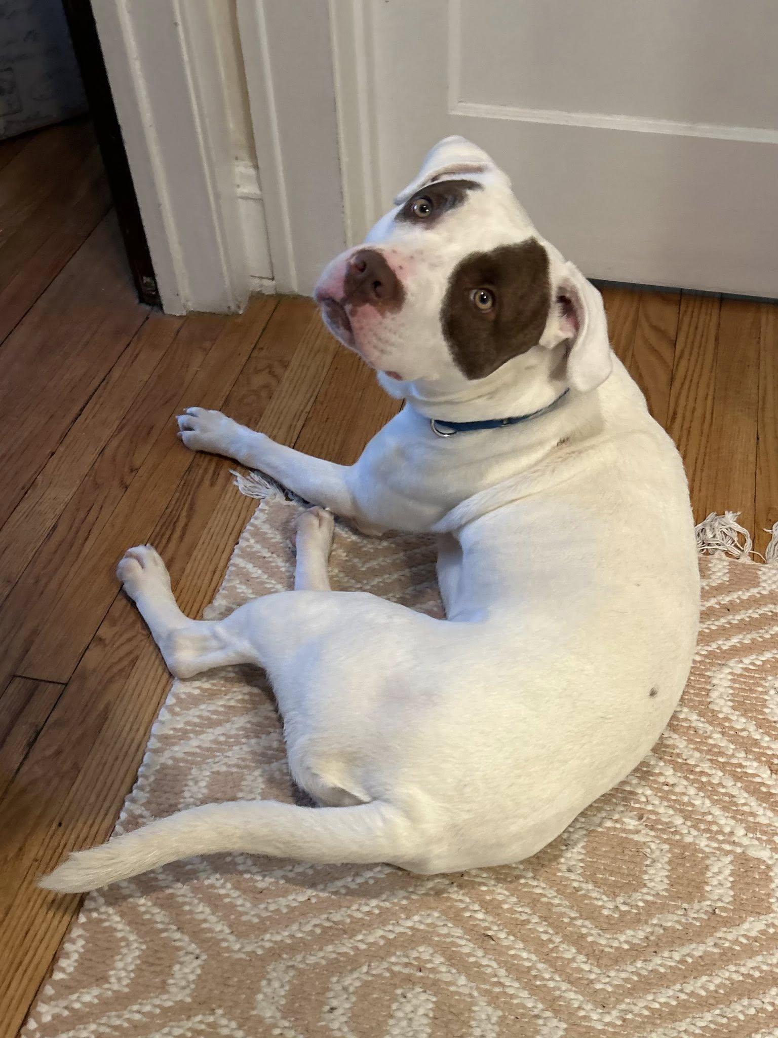 Enlarge Tucson, a Adoptable mixed breed in Cleveland, OH image 6/6