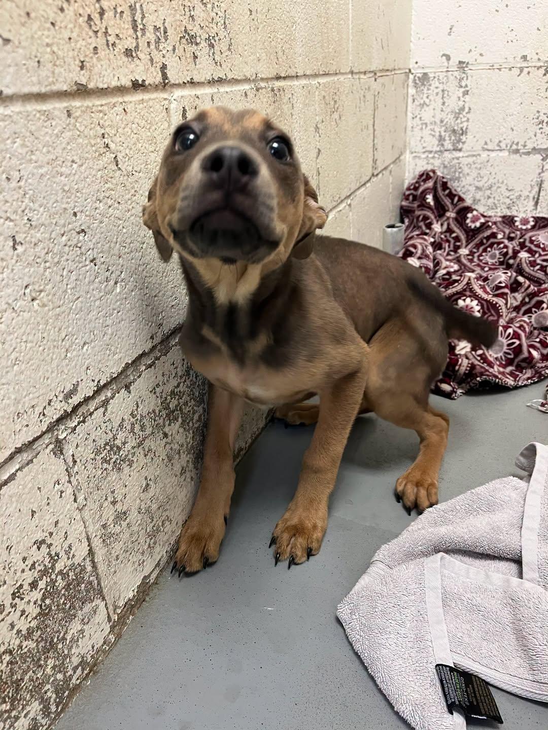 Enlarge Gator, a Adoptable Labrador Retriever in Rowlett, TX image 1/1