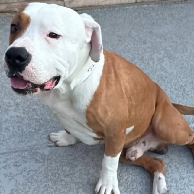 Harvey, Adoptable, Adult Male Pit Bull Terrier.