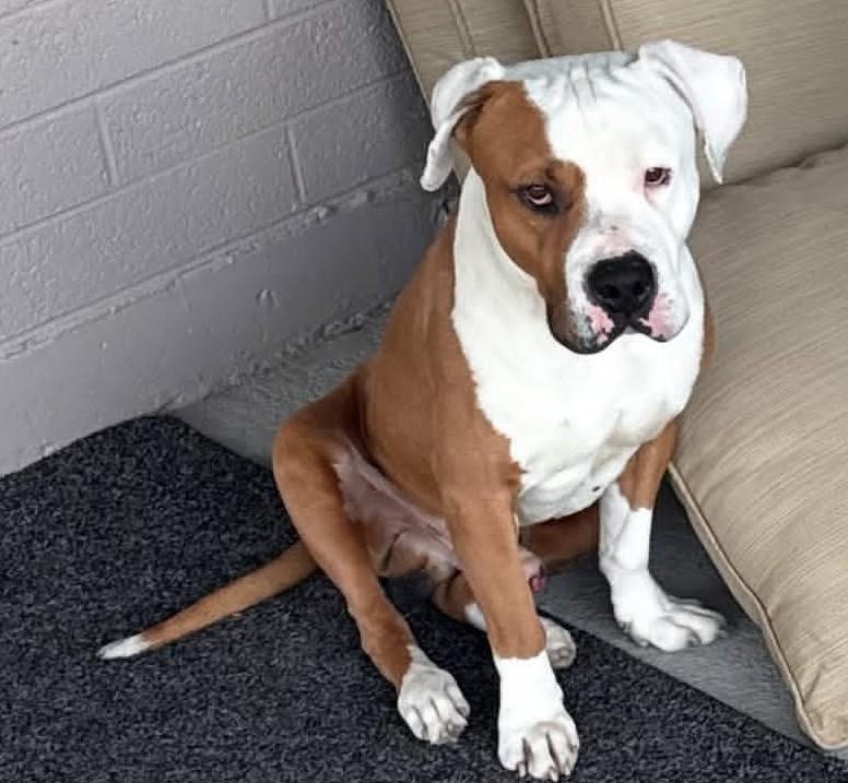 Enlarge Harvey, a Adoptable mixed breed in Scottsdale, AZ image 2/2