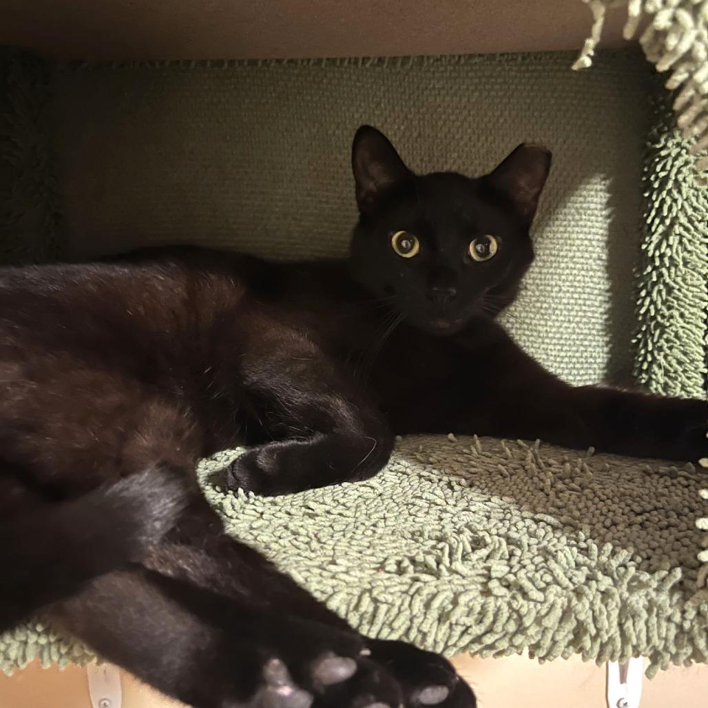 Jigsaw, Adoptable, Adult Male Domestic Short Hair.