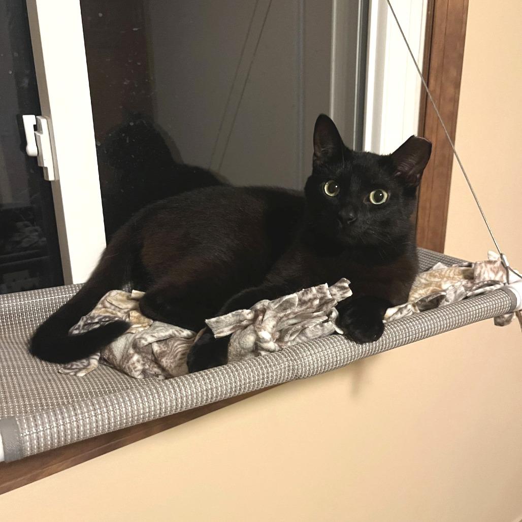 Enlarge Jigsaw, a Adoptable Domestic Short Hair in Medina, OH image 2/4