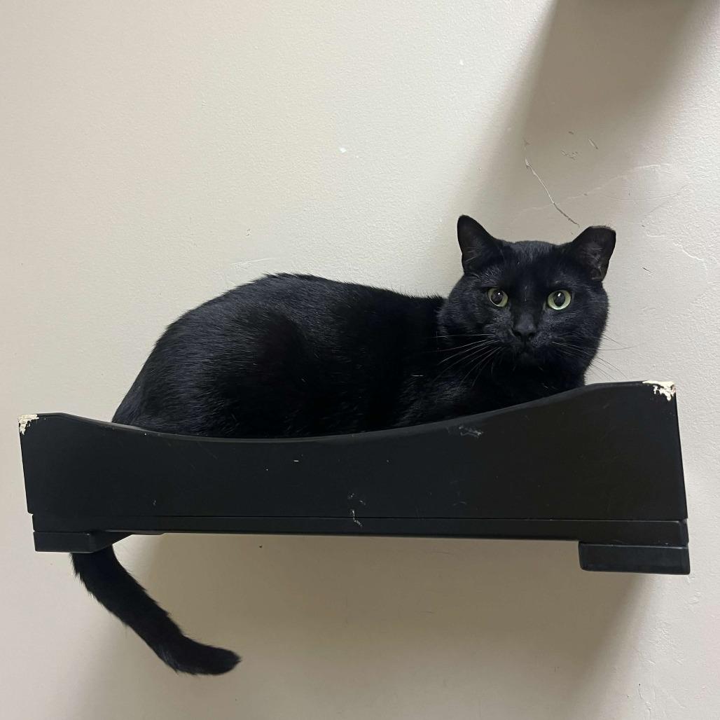 Enlarge Jigsaw, a Adoptable Domestic Short Hair in Medina, OH image 3/4