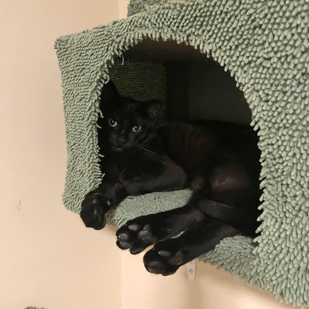 Enlarge Jigsaw, a Adoptable Domestic Short Hair in Medina, OH image 4/4