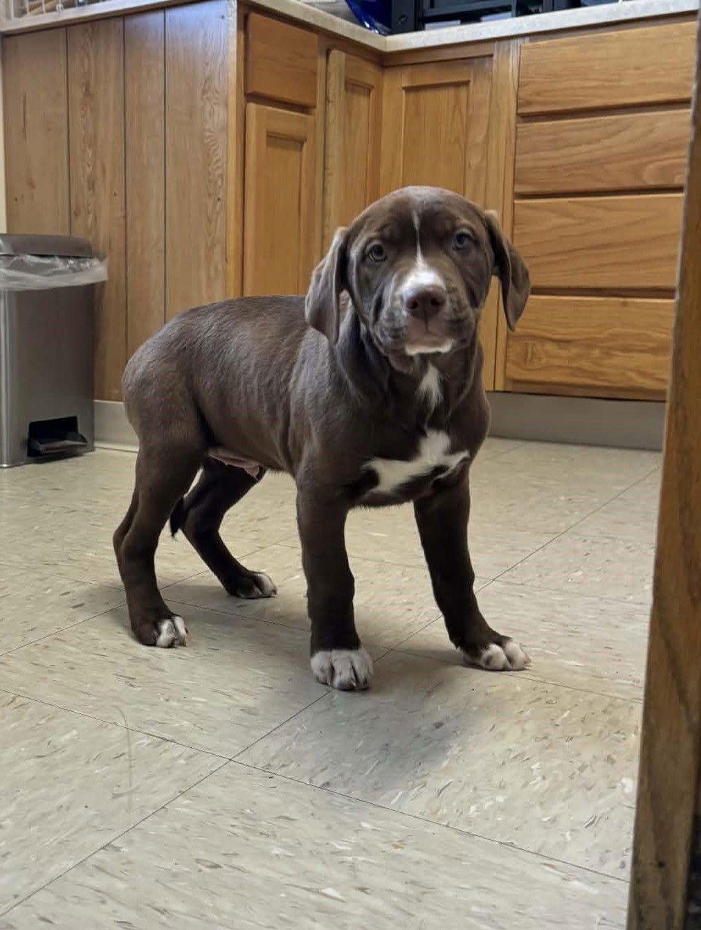 Kane B, Adopted, Puppy Male Mixed Breed.