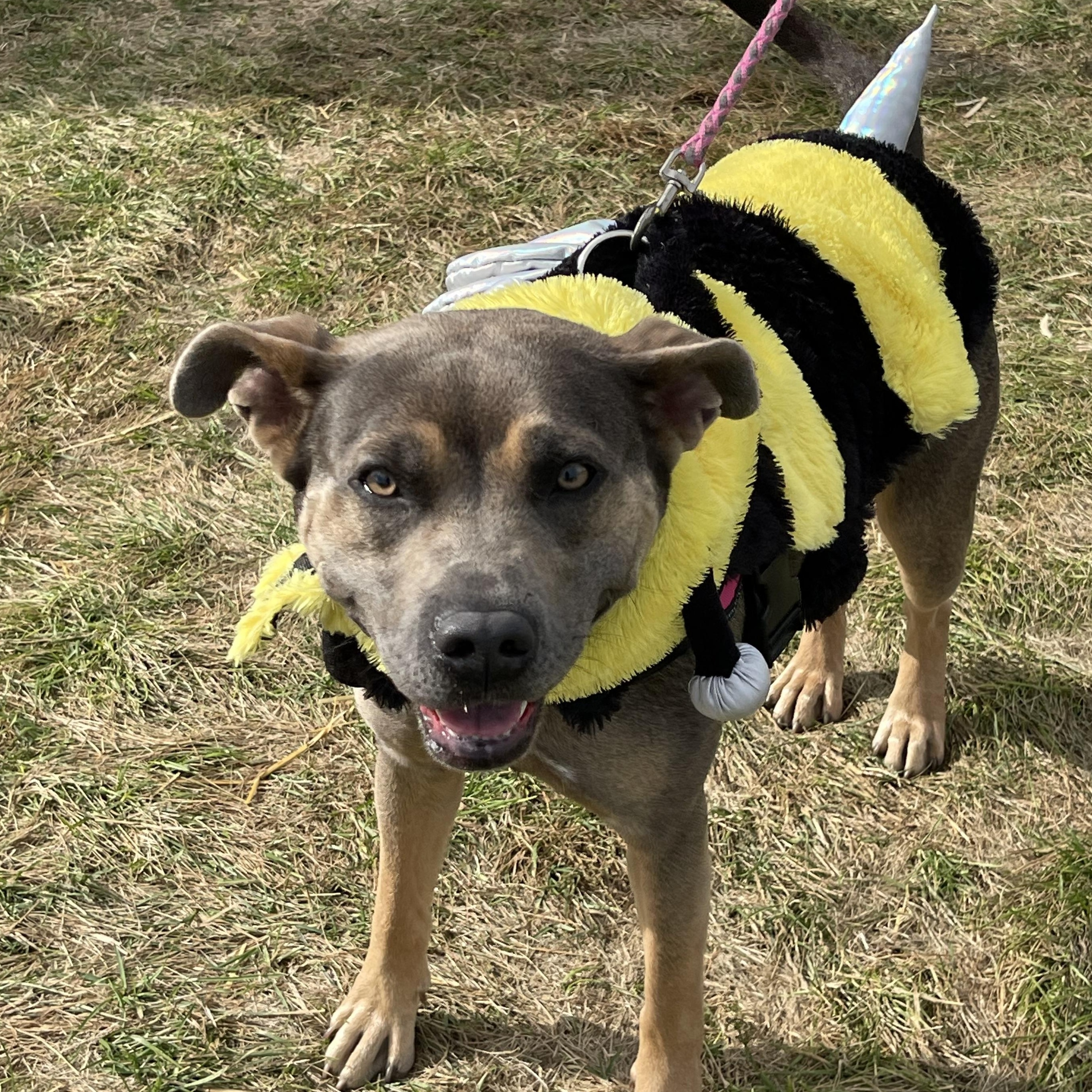 Tamera, a Adoptable mixed breed in Jamestown, ND image 1/3