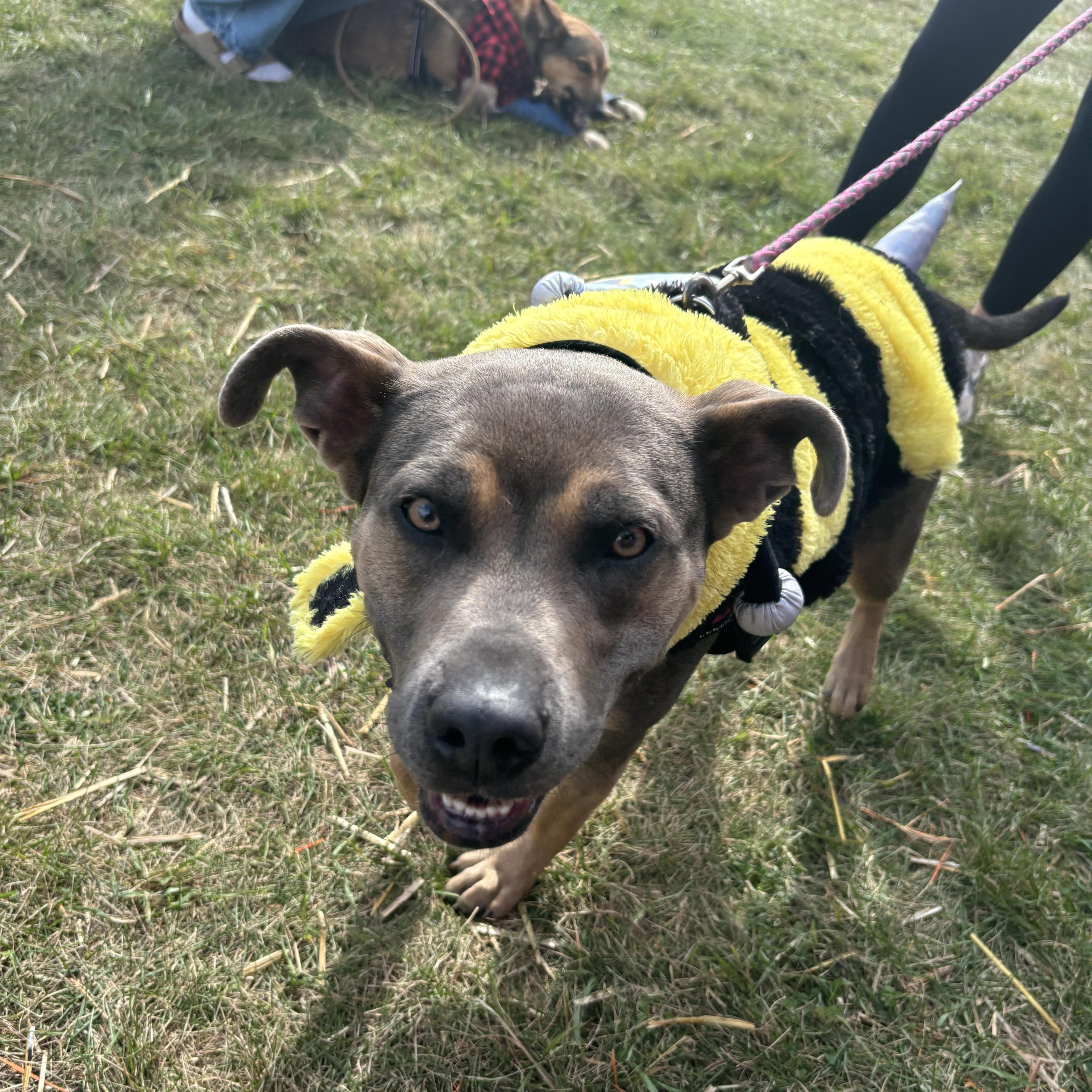 Tamera, a Adoptable mixed breed in Jamestown, ND image 2/3