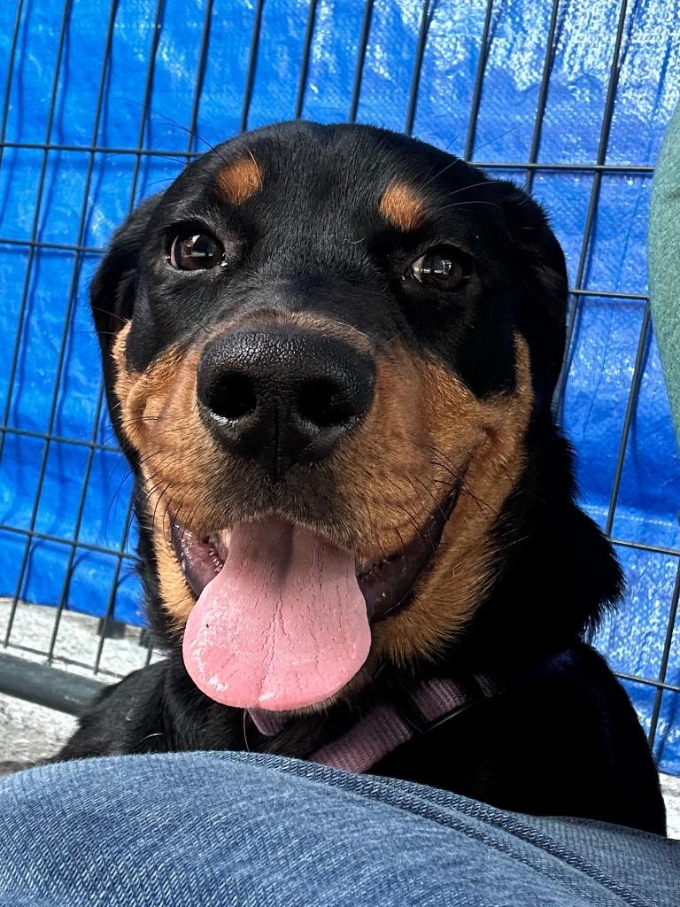 Tiny/Lilith, Adopted, Puppy Female Rottweiler & Australian Cattle Dog / Blue Heeler.