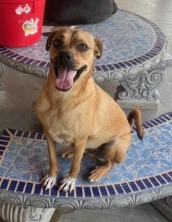 Enlarge Halen, a Adoptable mixed breed in Puerto Penasco, SON image 1/1
