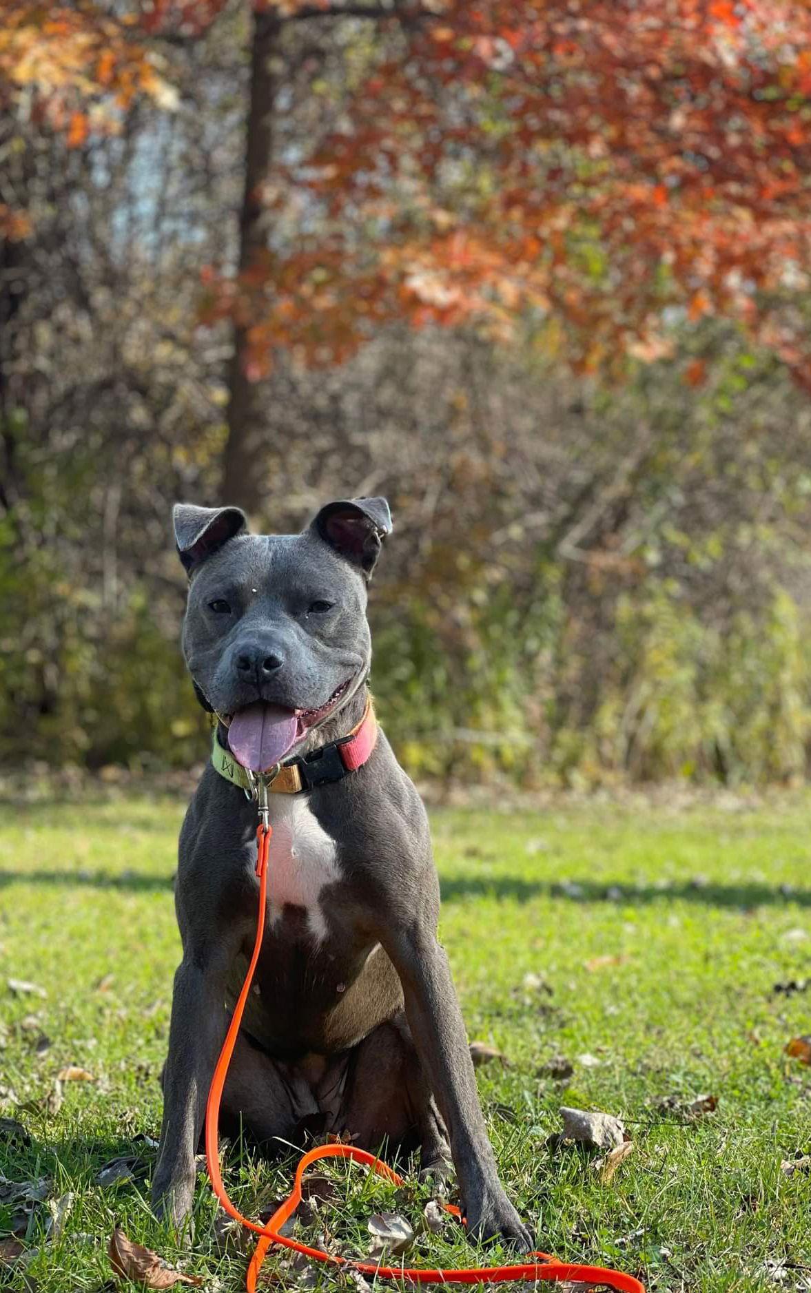Hailey, Adoptable, Adult Female Pit Bull Terrier.