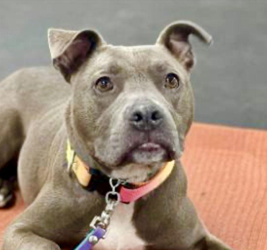 Hailey, a Adoptable Pit Bull Terrier in Lockport, NY image 2/6