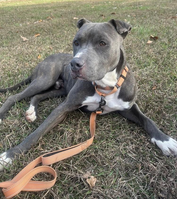 Enlarge ELLIOT, a ADOPTABLE mixed breed in Pegram, TN image 1/6