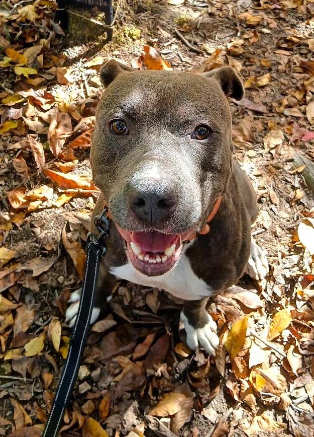 ELLIOT, ADOPTABLE, Adult Male Terrier.