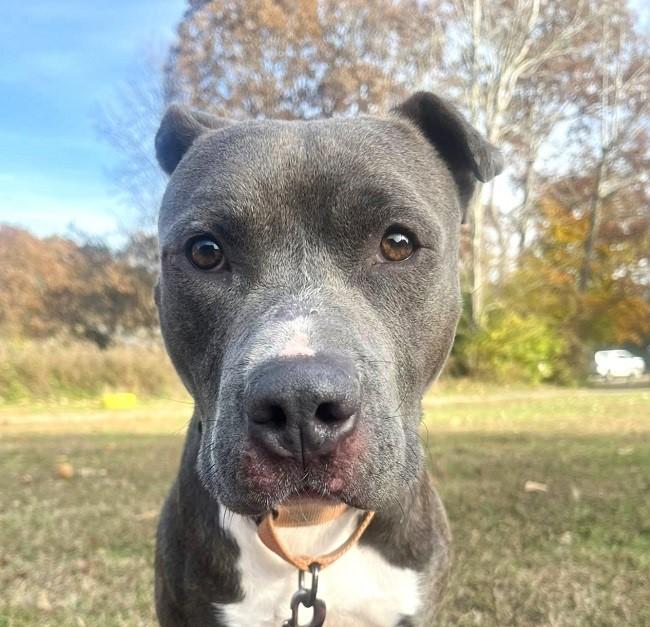 ELLIOT, a ADOPTABLE mixed breed in Pegram, TN image 2/4