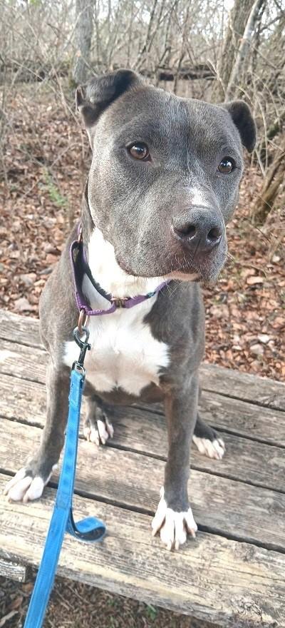 ELLIOTT, an adopted mixed breed in Pegram, TN image 3/6