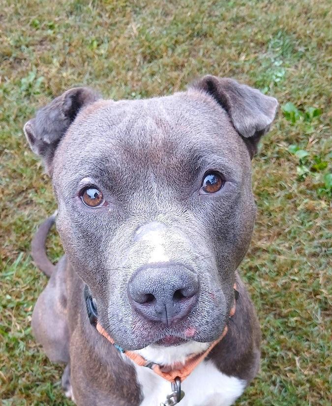 Enlarge ELLIOT, a ADOPTABLE mixed breed in Pegram, TN image 4/6