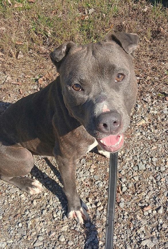 ELLIOT, a ADOPTABLE mixed breed in Pegram, TN image 3/4