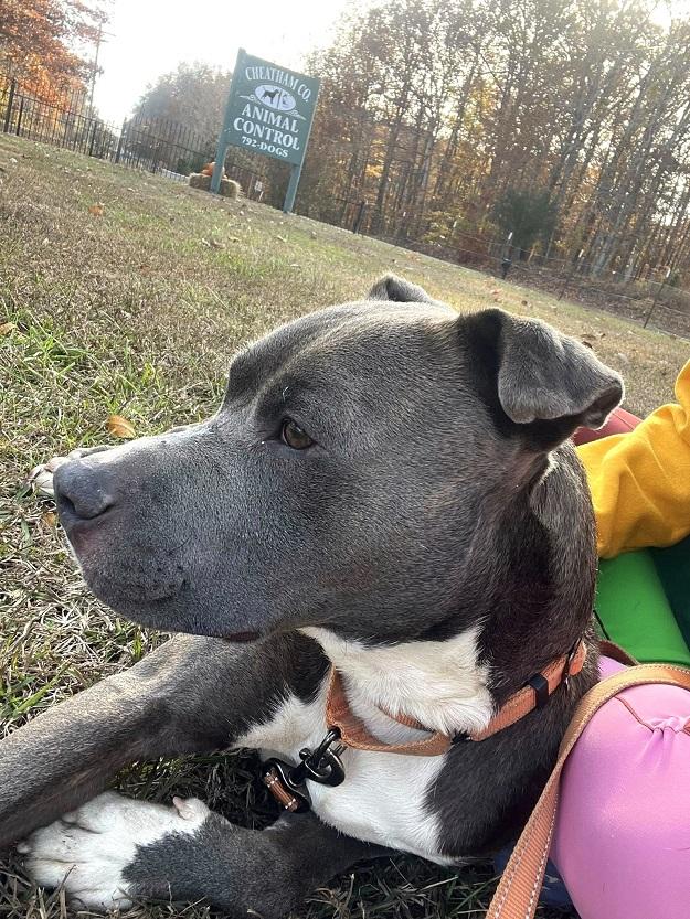 ELLIOT, a ADOPTABLE mixed breed in Pegram, TN image 4/4