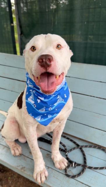 Enlarge Courage, a Adoptable Pit Bull Terrier in New Braunfels, TX image 1/6