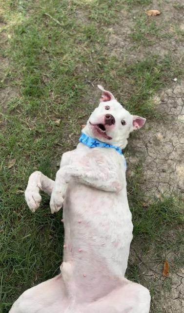 Enlarge Courage, a Adoptable Pit Bull Terrier in New Braunfels, TX image 2/6