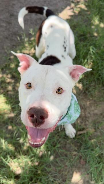 Enlarge Courage, a Adoptable Pit Bull Terrier in New Braunfels, TX image 3/6