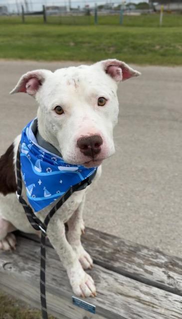 Enlarge Courage, a Adoptable Pit Bull Terrier in New Braunfels, TX image 4/6