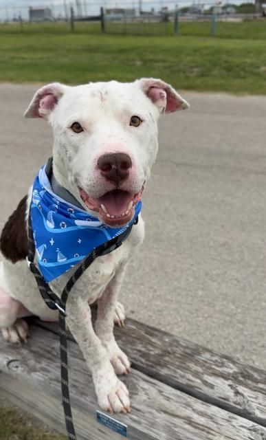 Enlarge Courage, a Adoptable Pit Bull Terrier in New Braunfels, TX image 5/6