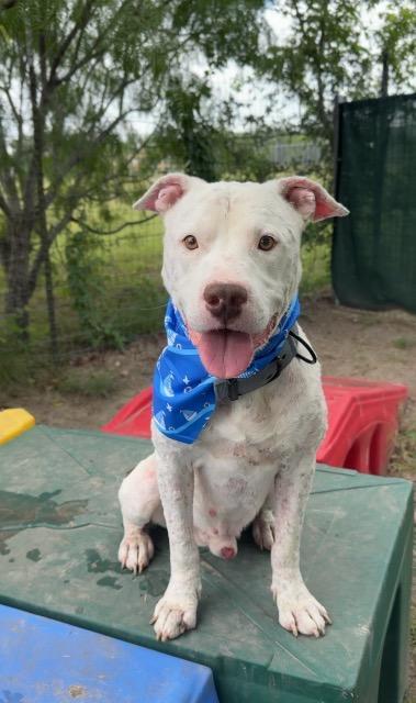 Enlarge Courage, a Adoptable Pit Bull Terrier in New Braunfels, TX image 6/6