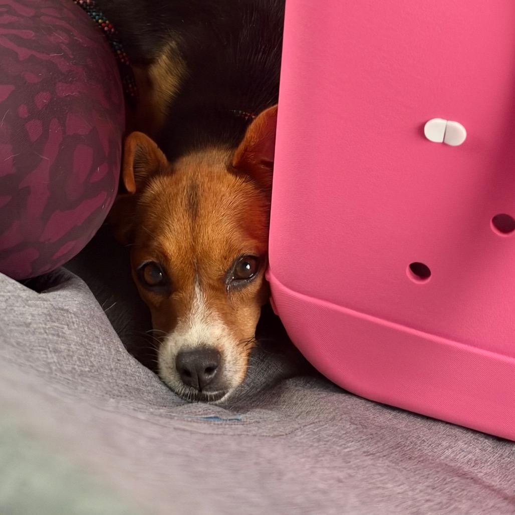 Enlarge Nutmeg, a Adoptable mixed breed in Bessemer, AL image 1/6