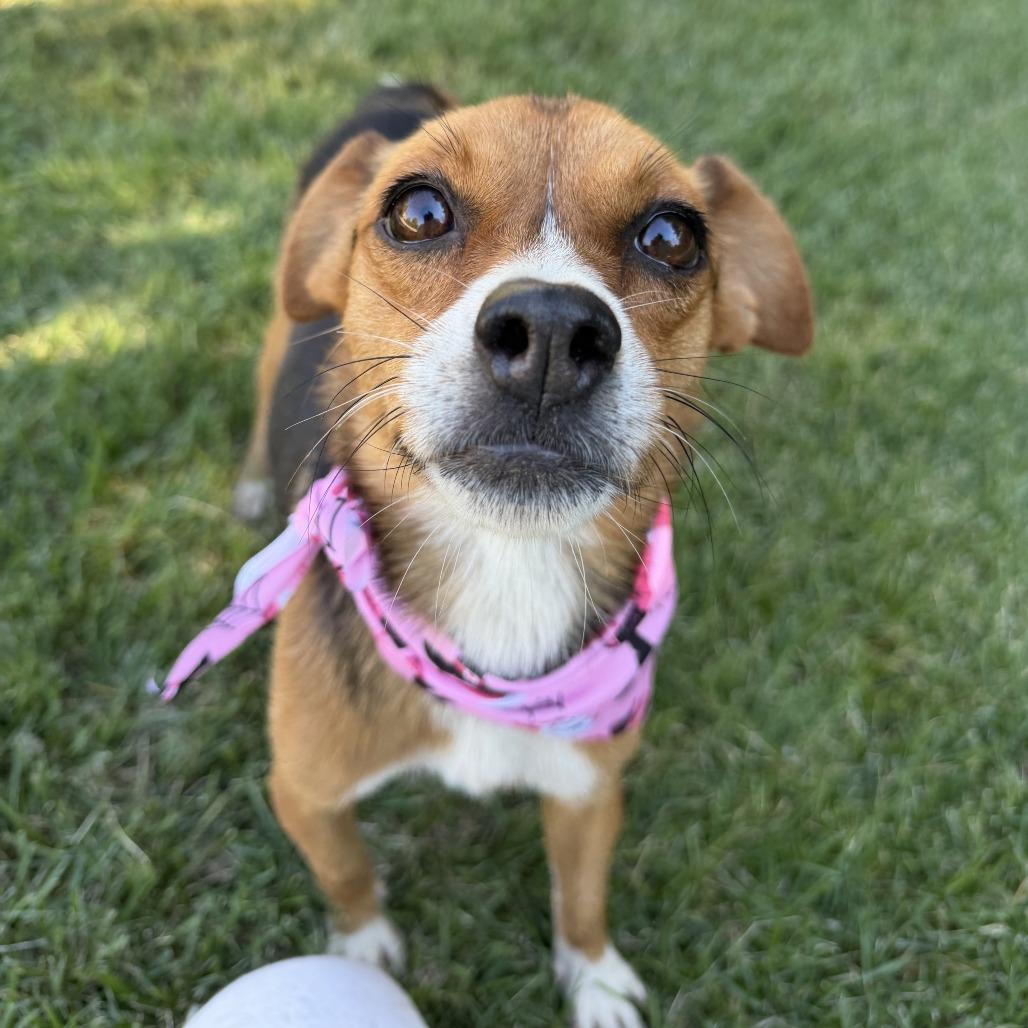 Enlarge Nutmeg, a Adoptable mixed breed in Bessemer, AL image 2/6