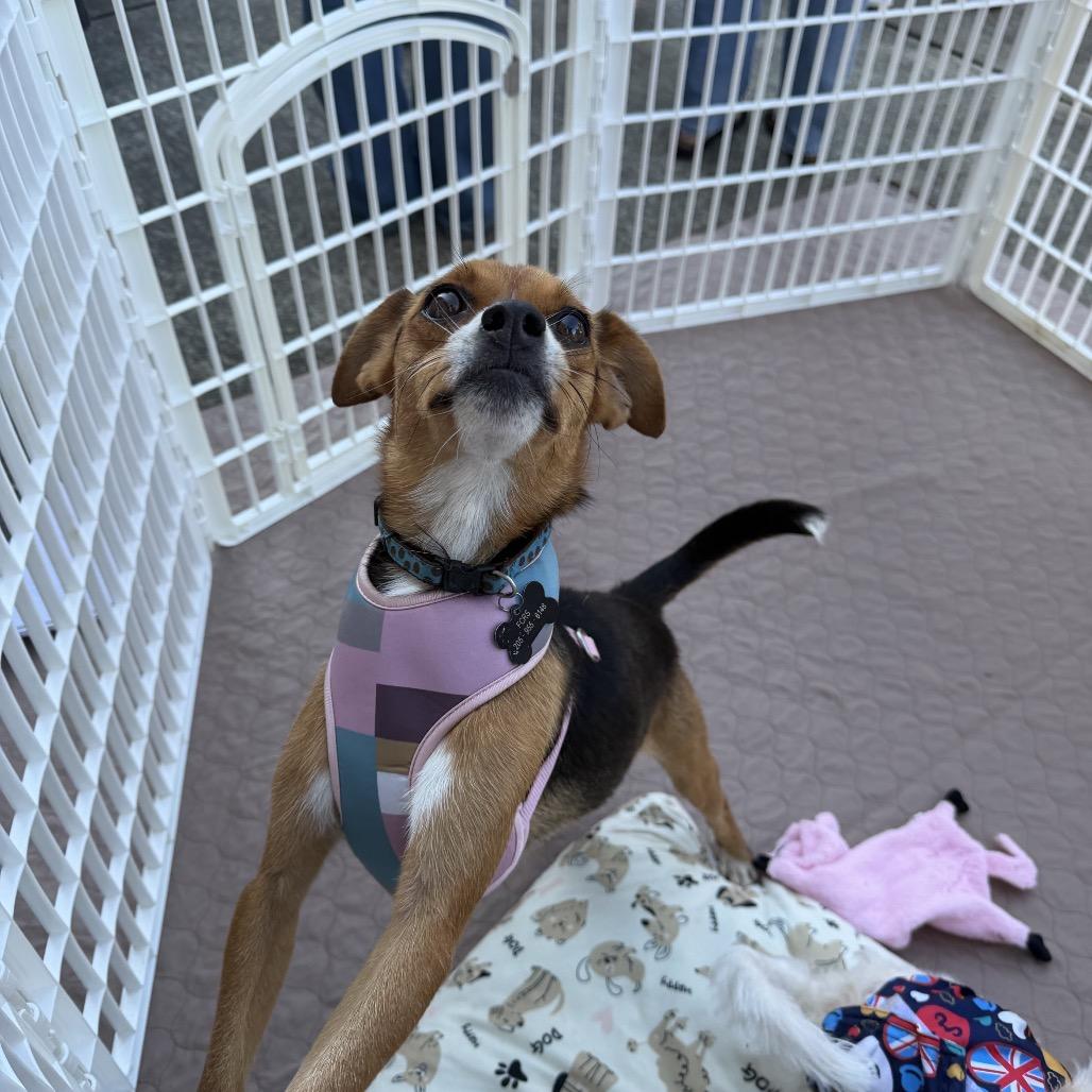 Enlarge Nutmeg, a Adoptable mixed breed in Bessemer, AL image 3/6