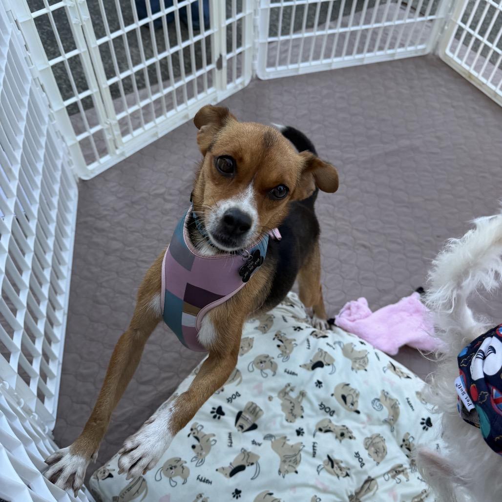 Enlarge Nutmeg, a Adoptable mixed breed in Bessemer, AL image 4/6
