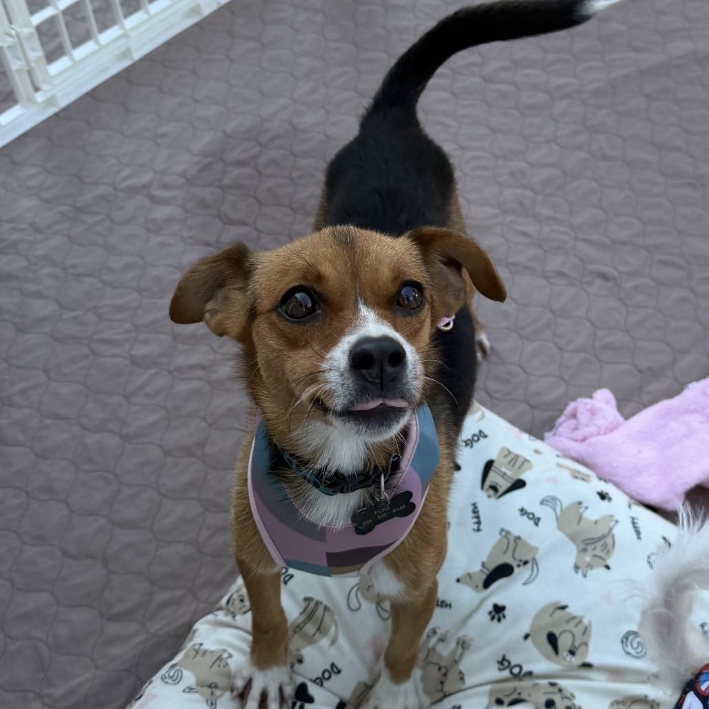 Enlarge Nutmeg, a Adoptable mixed breed in Bessemer, AL image 5/6