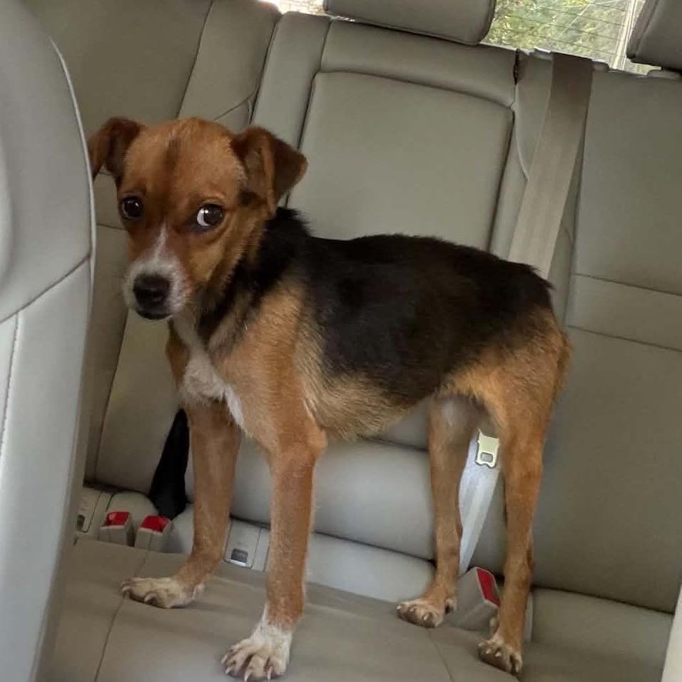 Enlarge Nutmeg, a Adoptable mixed breed in Bessemer, AL image 6/6