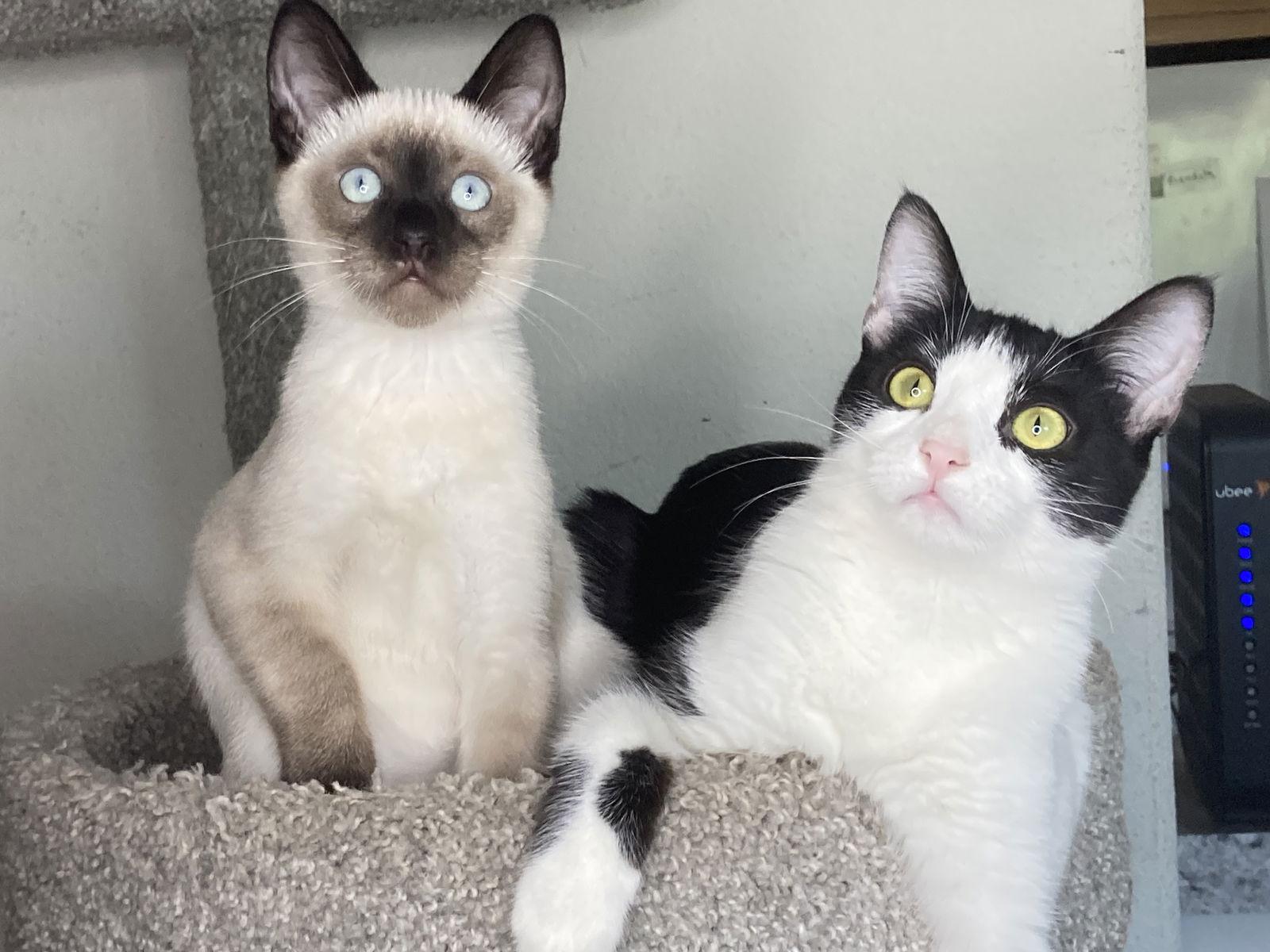 Enlarge LOLA, a Adoptable mixed breed in San Diego, CA image 1/3