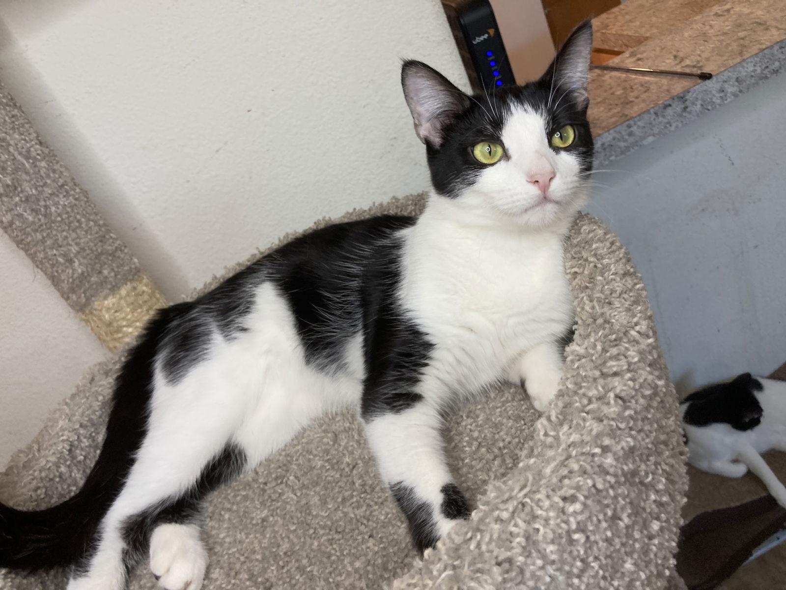 Enlarge LOLA, a Adoptable mixed breed in San Diego, CA image 2/3