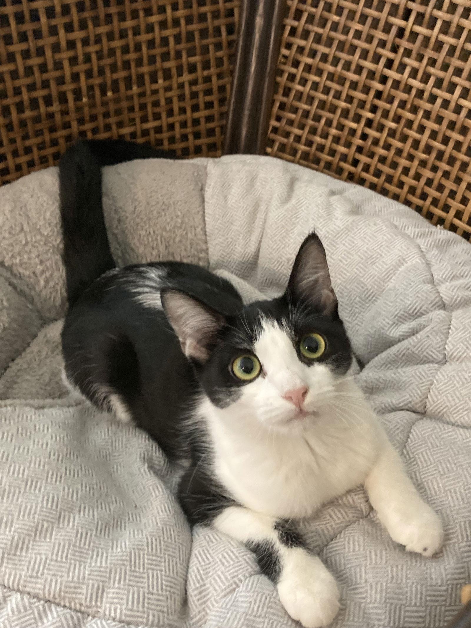 Enlarge LOLA, a Adoptable mixed breed in San Diego, CA image 3/3