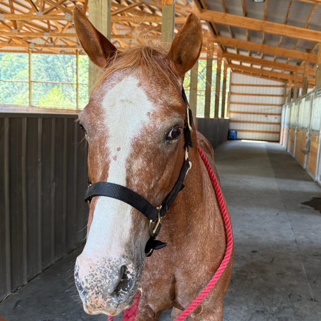 Zippy, Adoptable, Senior Female Pony of the Americas.